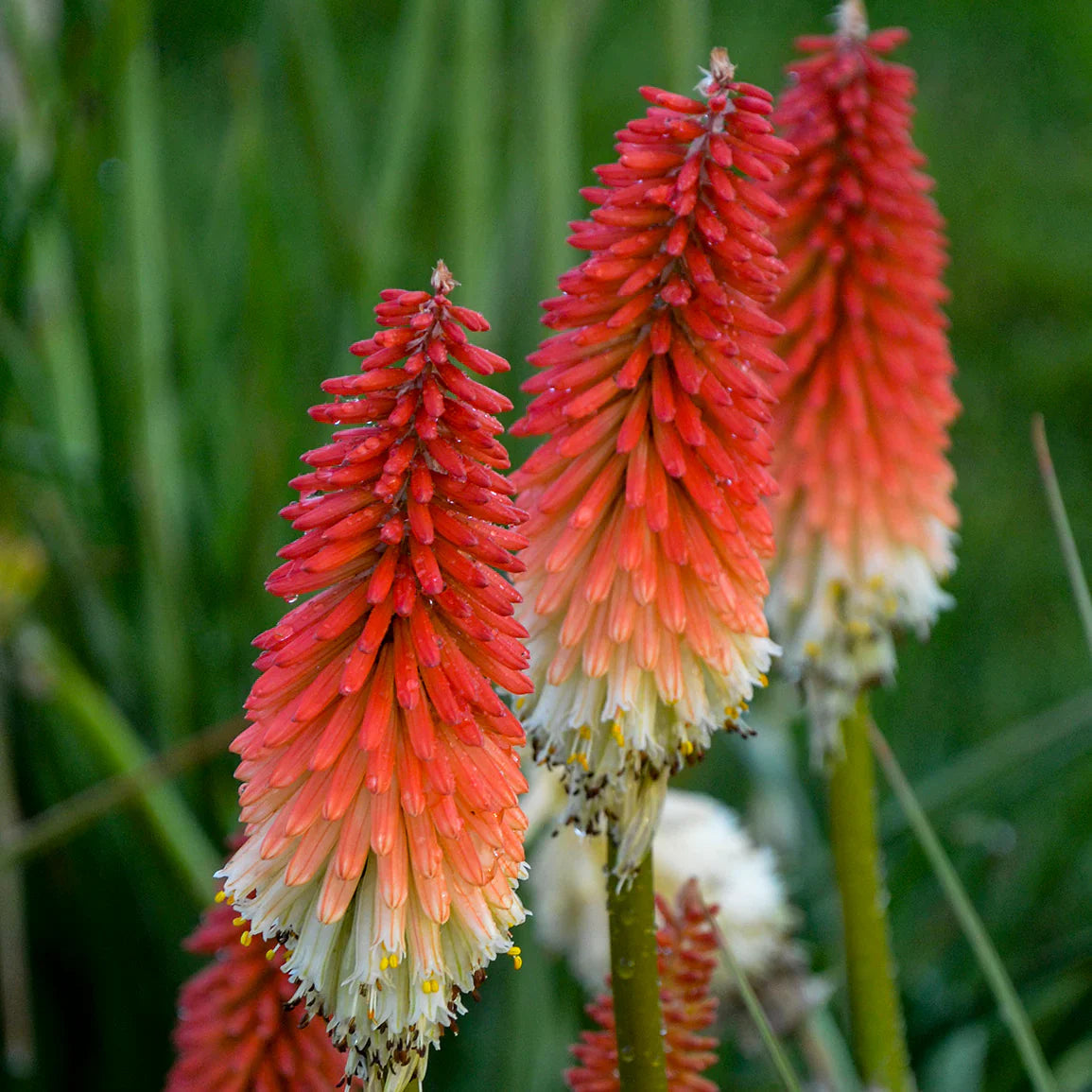 Red Hot Poker Flower seeds for Planting Drought Tolerant, Heirloom & GMO Free Seeds for Home Garden seeds for planting