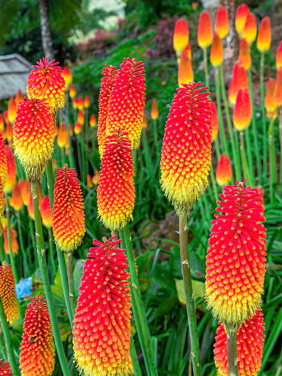 Heirloom Poker Flower seeds for Planting Pollinator Friendly Heirloom & GMO Free Seeds for Home Garden