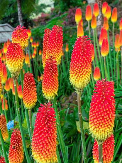 Heirloom Poker Flower seeds for Planting Pollinator Friendly Heirloom & GMO Free Seeds for Home Garden