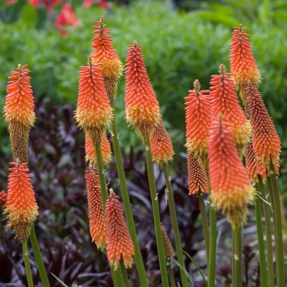 Premium Red Hot Poker Flower seeds for Planting Drought Tolerant, Heirloom & GMO Free Seeds for Home Garden seeds