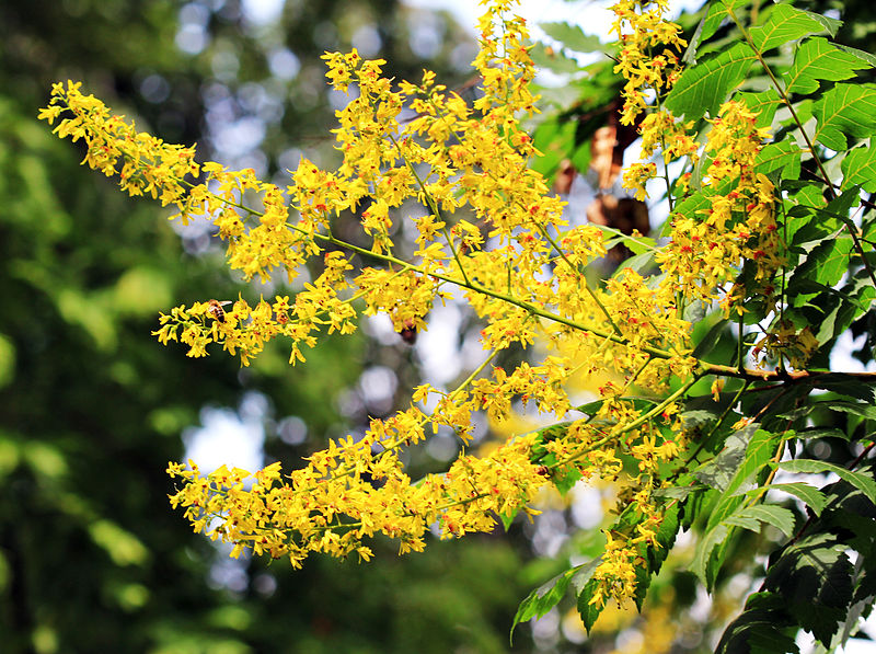 Koelreuteria Tree Flower seeds for Planting Wildflower Mix Heirloom & GMO Free Seeds for Home Garden