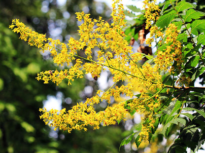 Koelreuteria Tree Flower seeds for Planting Wildflower Mix Heirloom & GMO Free Seeds for Home Garden