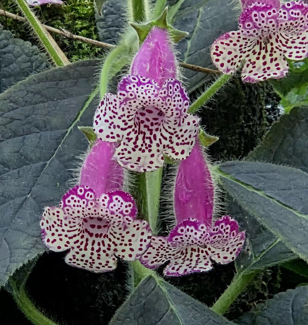 High quality Pink Kohleria Flower seeds for Planting Sun Loving, Heirloom & GMO Free Seeds for Home Garden seeds pack