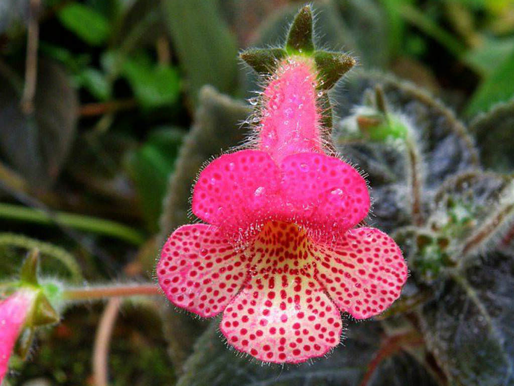 Pink Kohleria Flower seeds for Planting Sun Loving, Heirloom & GMO Free Seeds for Home Garden vegetable and garden seeds