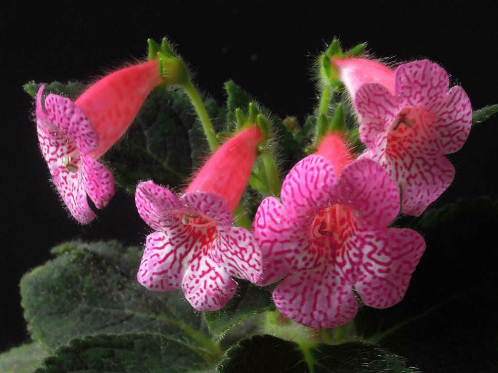 Premium Pink Kohleria Flower seeds for Planting Sun Loving, Heirloom & GMO Free Seeds for Home Garden seeds