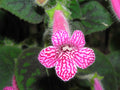 Pink Kohleria Flower seeds for Planting Sun Loving, Heirloom & GMO Free Seeds for Home Garden seeds for planting