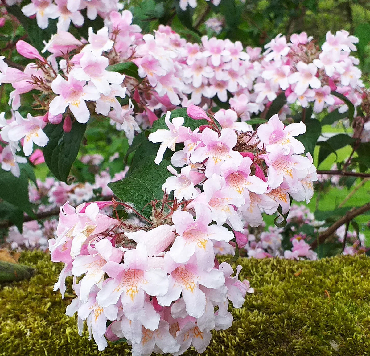Pink Linnaea Amabilis Flower seeds for Planting Compact Growth, Heirloom & GMO Free Seeds for Home Garden seeds for planting