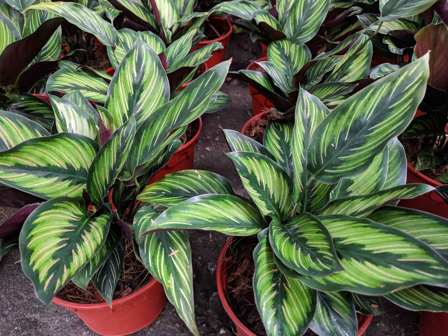 Futaba Calathea Foliage Flower seeds for Planting, Premium Quality Heirloom & GMO Free Seeds for Home Garden