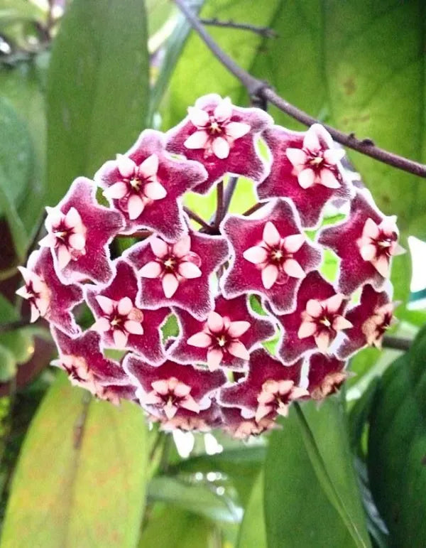 Premium Red Hoya Ball Flower seeds for Planting Long Bloom Season, Heirloom & GMO Free Seeds for Home Garden seeds