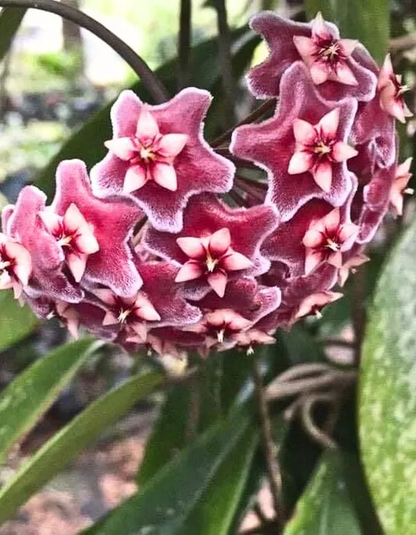 Red Hoya Ball Flower seeds for Planting Long Bloom Season, Heirloom & GMO Free Seeds for Home Garden vegetable and garden seeds