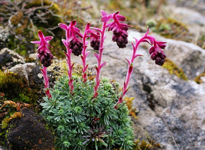 Purple Saxifraga Sempervivum Flower seeds for Planting - Compact Growth, Heirloom & GMO Free Seeds for Home Garden