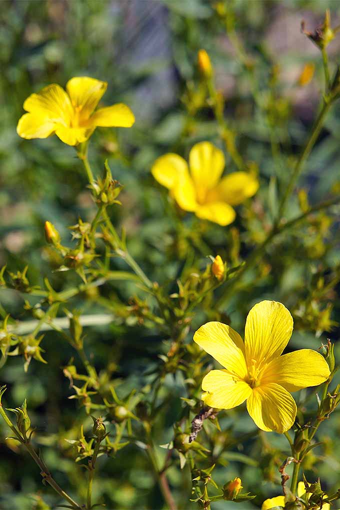 High quality Yellow Flax Hybrid Flower seeds for Planting Premium Quality, Heirloom & GMO Free Seeds for Home Garden seeds pack