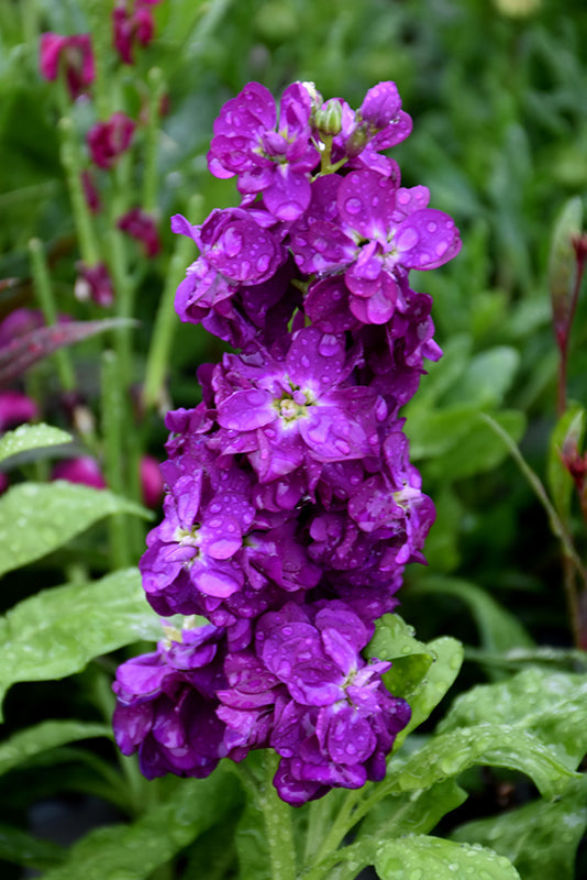 Blue Matthiola Incana Flower seeds for Planting Garden Favorite, Heirloom & GMO Free Seeds for Home Garden vegetable and garden seeds