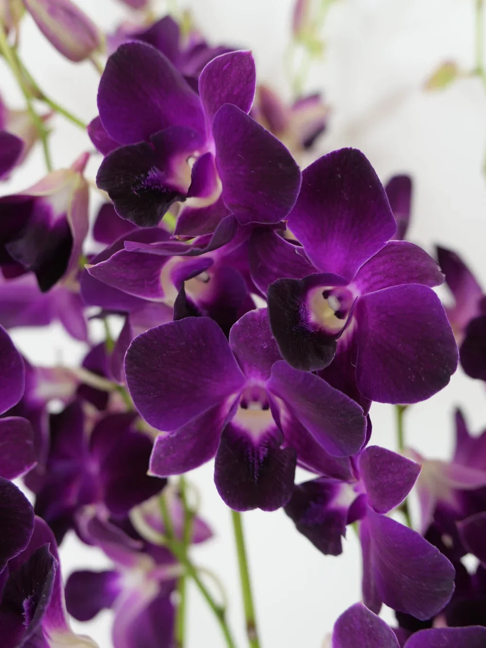 Premium Dark Purple Dendrobium Flower seeds for Planting Easy to Grow, Heirloom & GMO Free Seeds for Home Garden Sale seeds