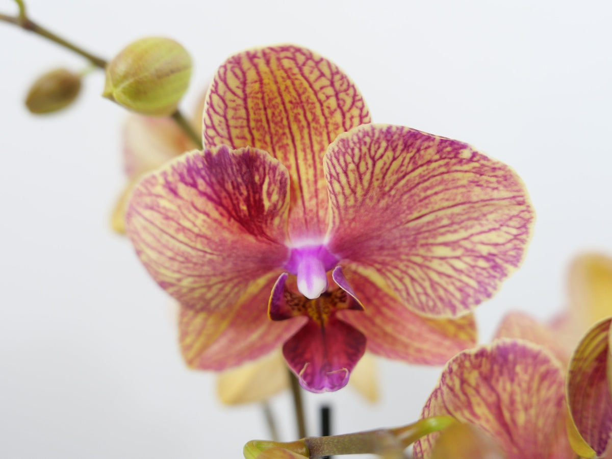 Dark Orange Phalaenopsis Orchid Seeds For Planting Flower