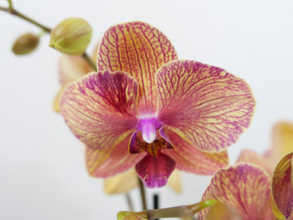 Dark Orange Phalaenopsis Orchid Seeds For Planting Flower