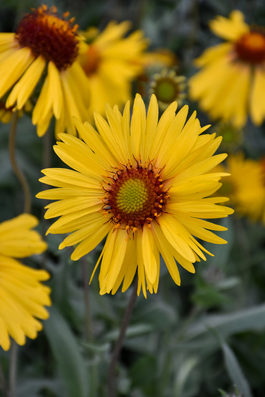Premium Yellow Gaillardia Flower seeds for Planting Garden Favorite, Heirloom & GMO Free Seeds for Home Garden seeds