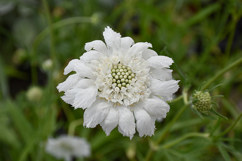 Scabiosa Flower seeds for Planting Low Maintenance Heirloom & GMO Free Seeds for Home Garden