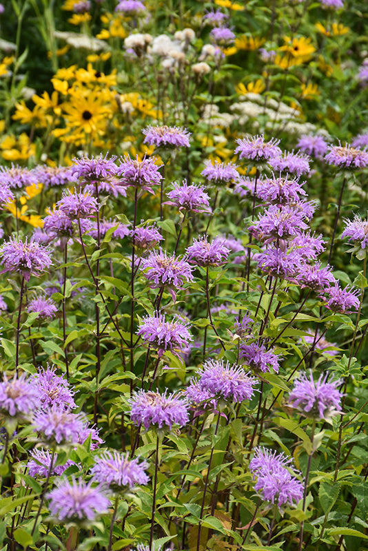 High quality Purple Monarda Fistulosa Flower seeds for Planting Sun Loving, Heirloom & GMO Free Seeds for Home Garden seeds pack
