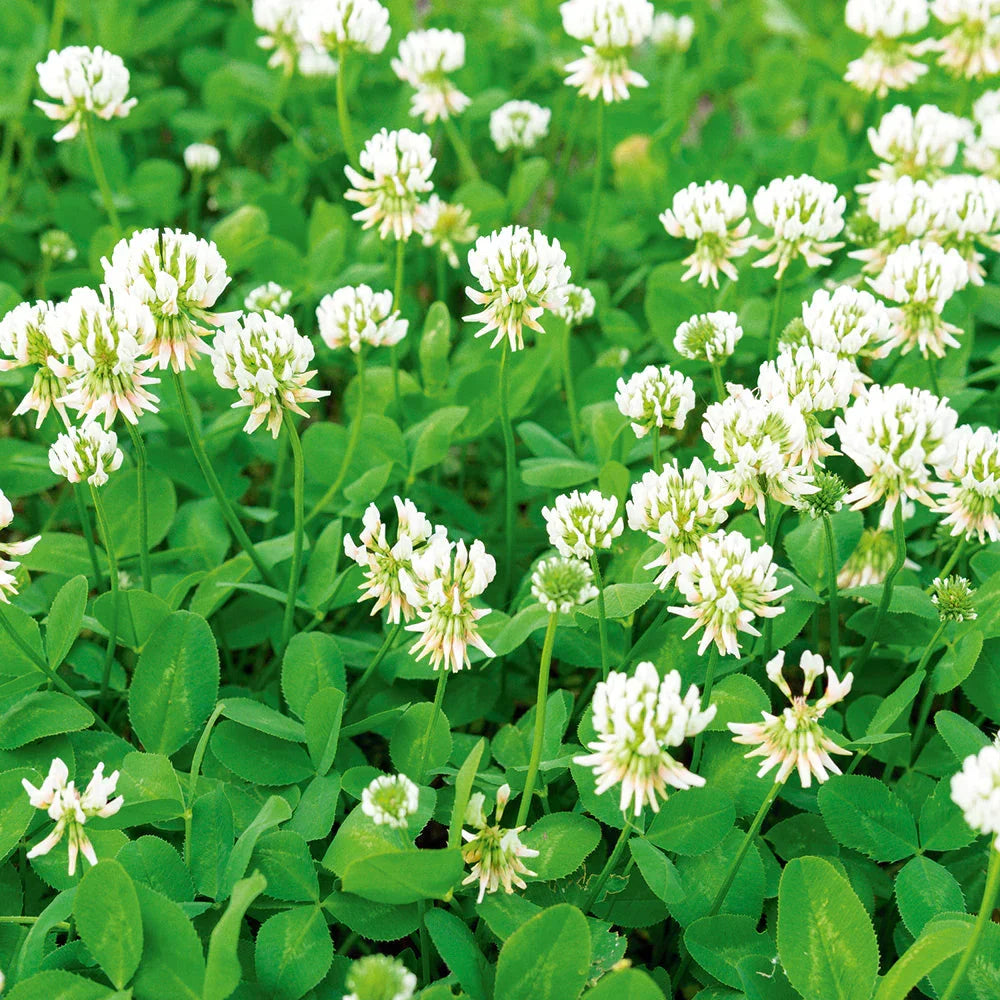New Zealand Clover Seeds Flower seeds for Planting - Seasonal Bloomer, Heirloom & GMO Free Seeds for Home Garden