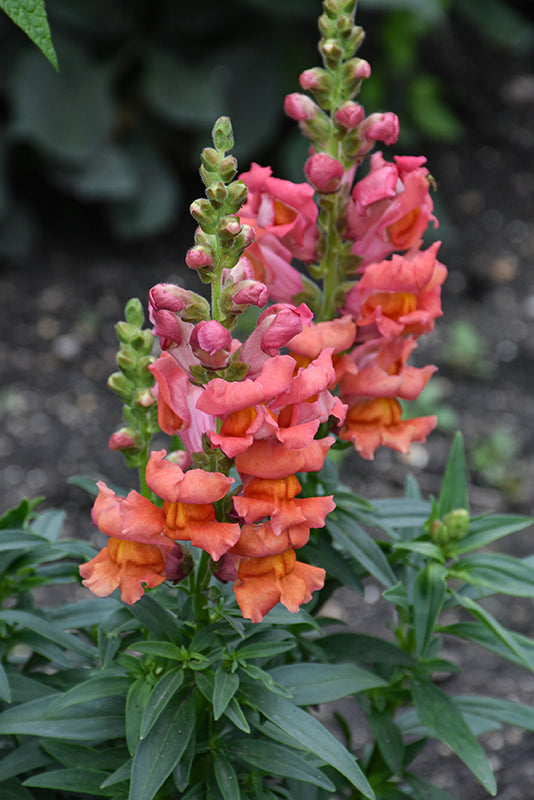 Orange Snapdragon Flower seeds for Planting Pollinator Friendly, Heirloom & GMO Free Seeds for Home Garden vegetable and garden seeds