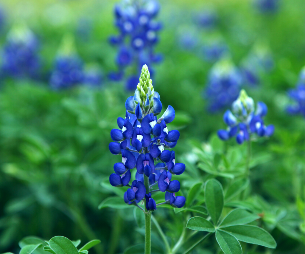 Blue Bonnet Flower seeds for Planting Cottage Garden Essential, Heirloom & GMO Free Seeds for Home Garden vegetable and garden seeds