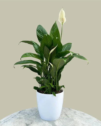 Spathiphyllum Peace Lily Seeds For Easy Planting Flower