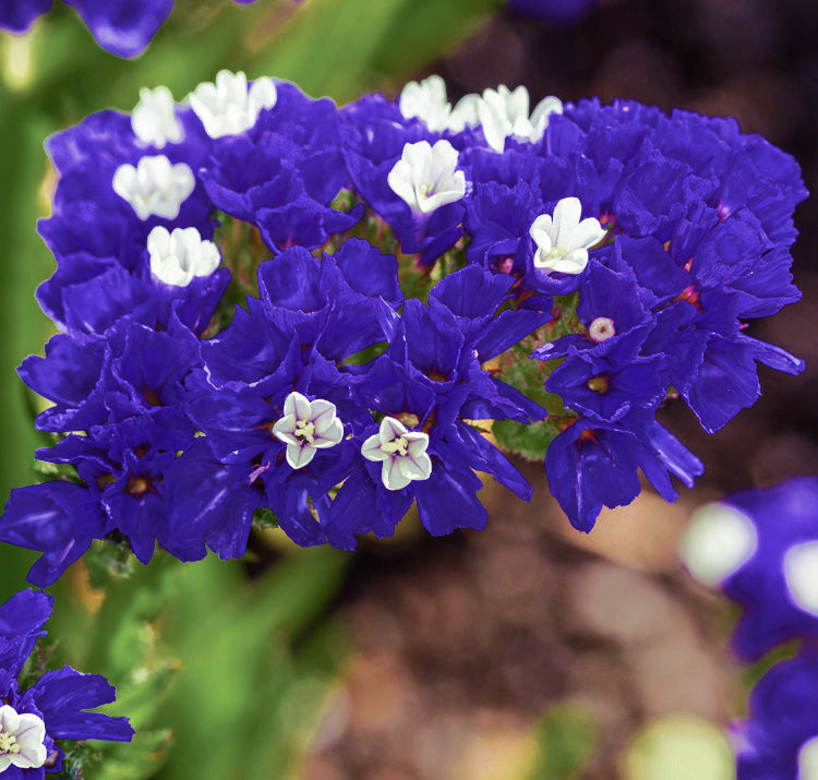 Limonium Sinuatum Flower seeds for Planting Low Maintenance Heirloom & GMO Free Seeds for Home Garden