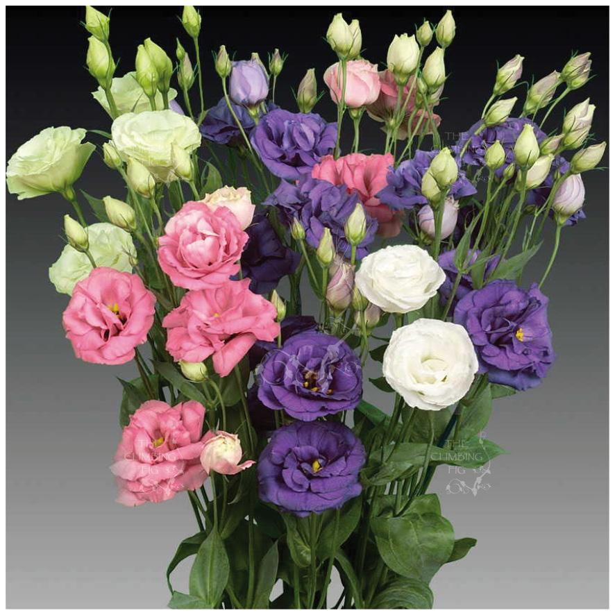Mixed Lisianthus Flower seeds for Planting Pollinator Friendly, Heirloom & GMO Free Seeds for Home Garden vegetable and garden seeds