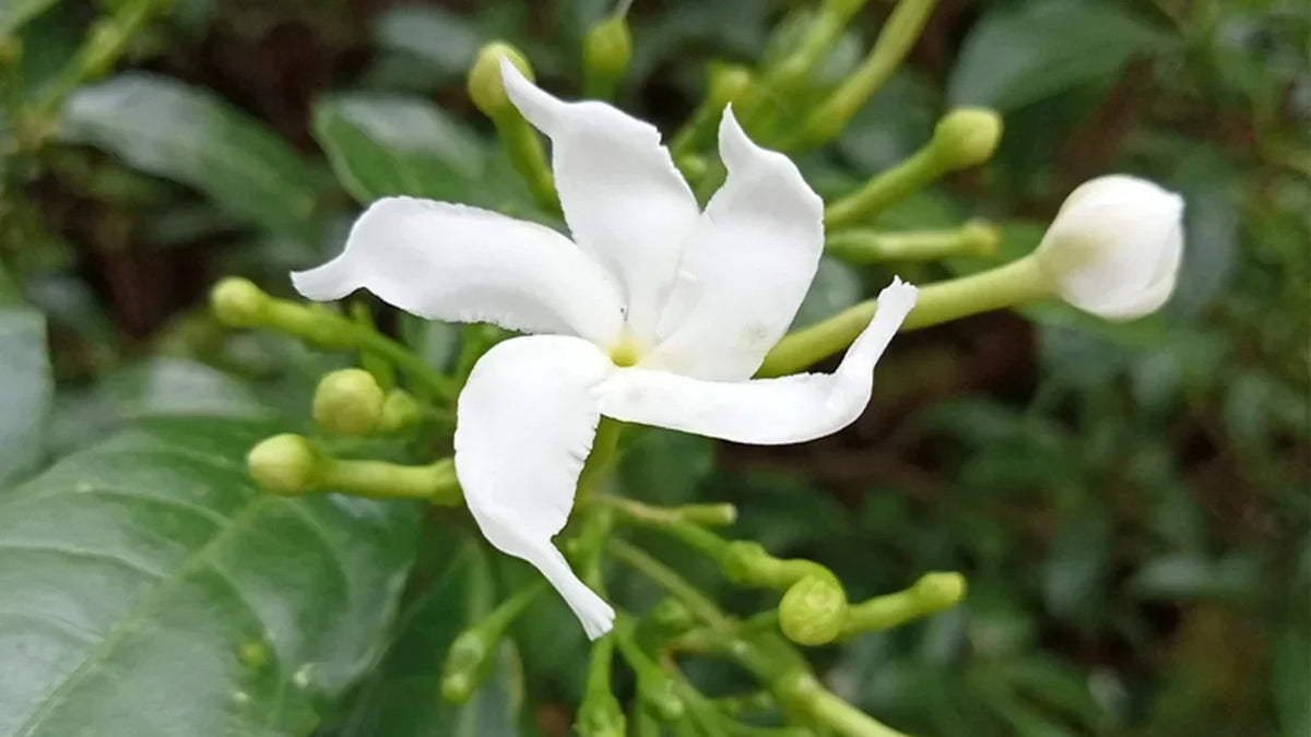 Gymnema Inodorum Flower seeds for Planting Fragrant Blossoms Heirloom & GMO Free Seeds for Home Garden