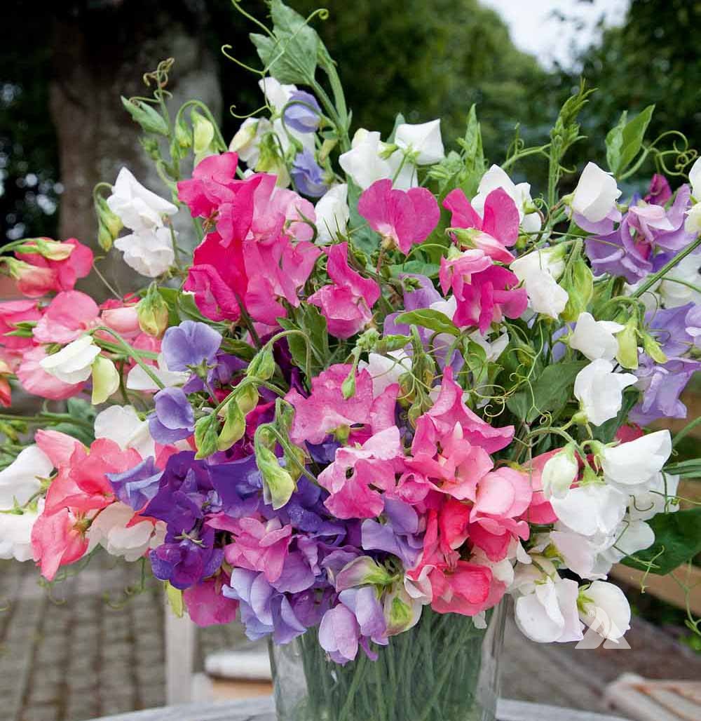 Bijou Flower seeds for Planting Garden Favorite, Heirloom & GMO Free Seeds for Home Garden seeds for planting