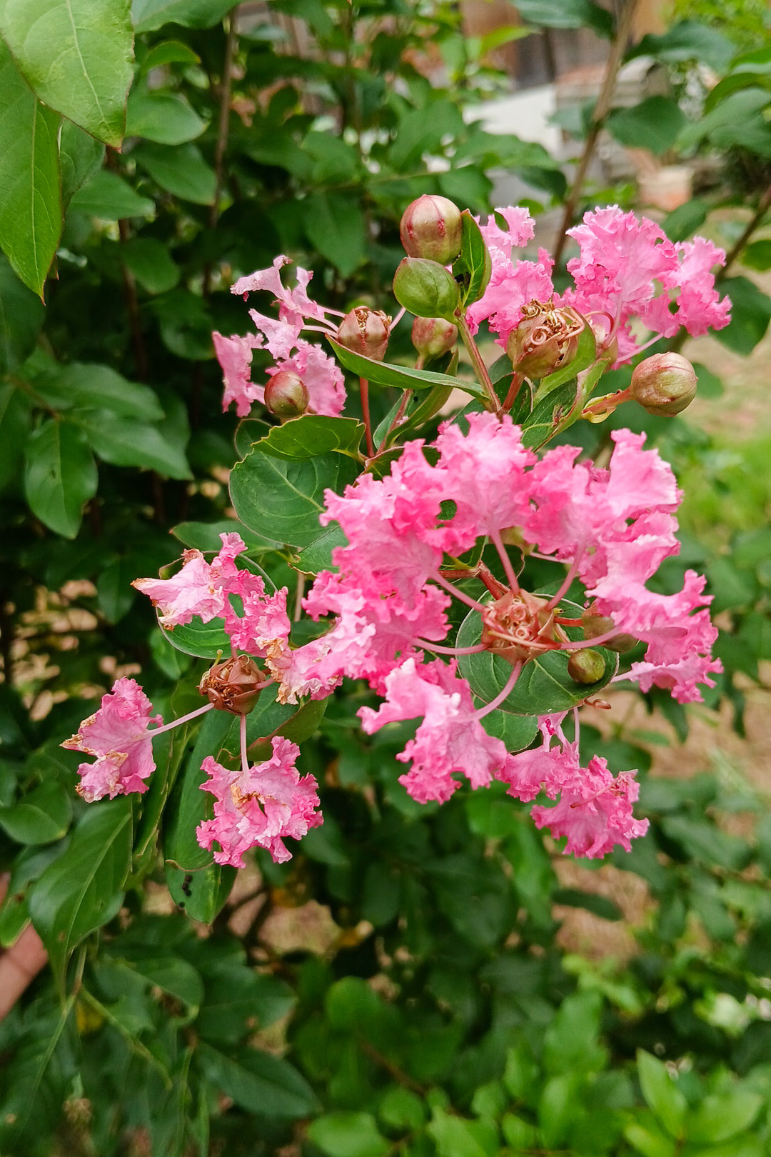 Pink Crape Myrtle Flower seeds for Planting Garden Favorite, Heirloom & GMO Free Seeds for Home Garden vegetable and garden seeds
