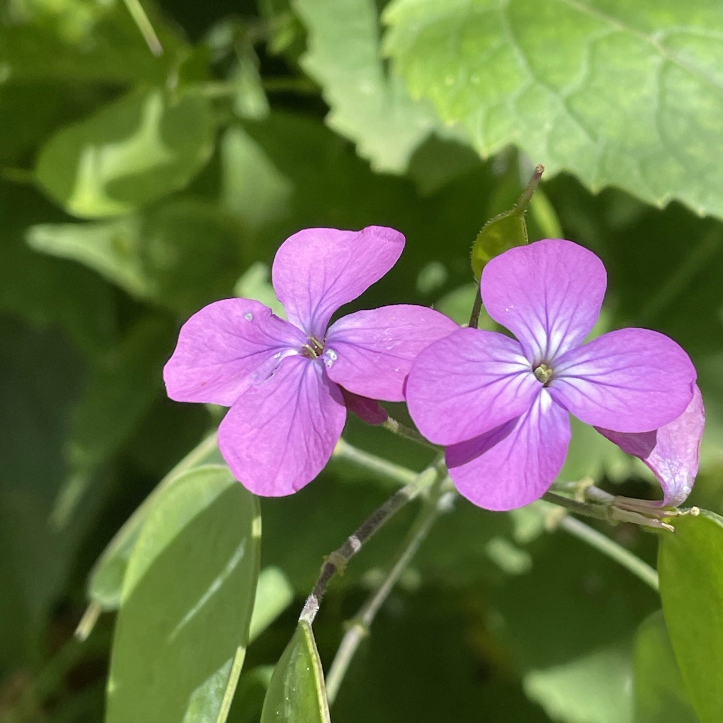 Honesty Flower seeds for Planting Cottage Garden Essential Heirloom & GMO Free Seeds for Home Garden