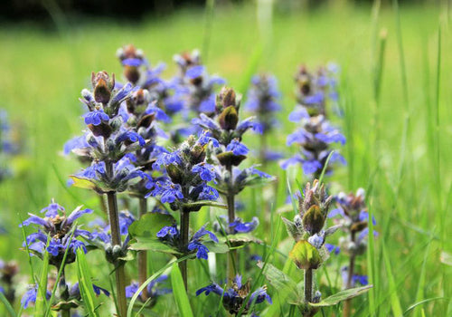 Premium Bugle Flower seeds for Planting Hardy Variety, Heirloom & GMO Free Seeds for Home Garden seeds