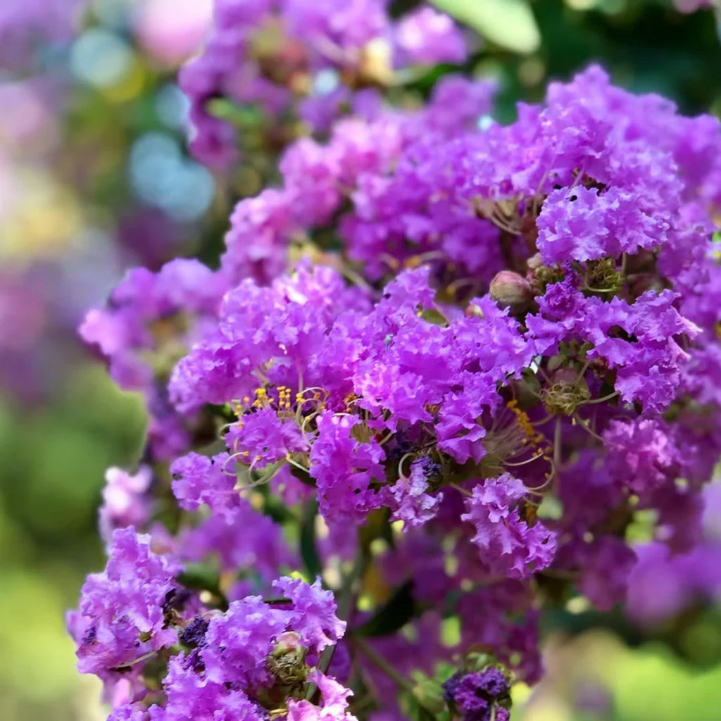 Premium Mixed Crepe Myrtle Flower seeds for Planting Bright Blooms, Heirloom & GMO Free Seeds for Home Garden seeds