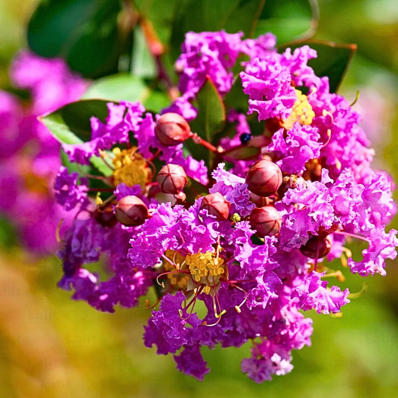 Pink Crepe Myrtle Flower seeds for Planting - Easy to Grow, Heirloom & GMO Free Seeds for Home Garden