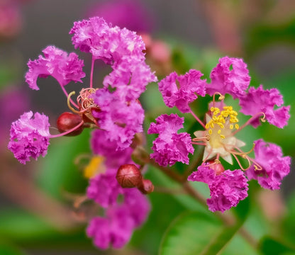 Pink Crepe Myrtle Flower seeds for Planting - Easy to Grow, Heirloom & GMO Free Seeds for Home Garden