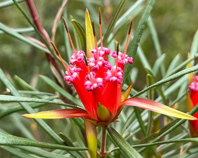 Premium Red Euphorbia Griffithii Flower seeds for Planting Shade Tolerant, Heirloom & GMO Free Seeds for Home Garden seeds