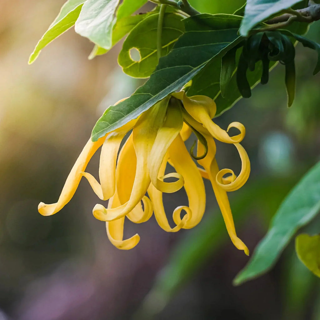 High quality Ylang Flower seeds for Planting Premium Quality, Heirloom & GMO Free Seeds for Home Garden seeds pack