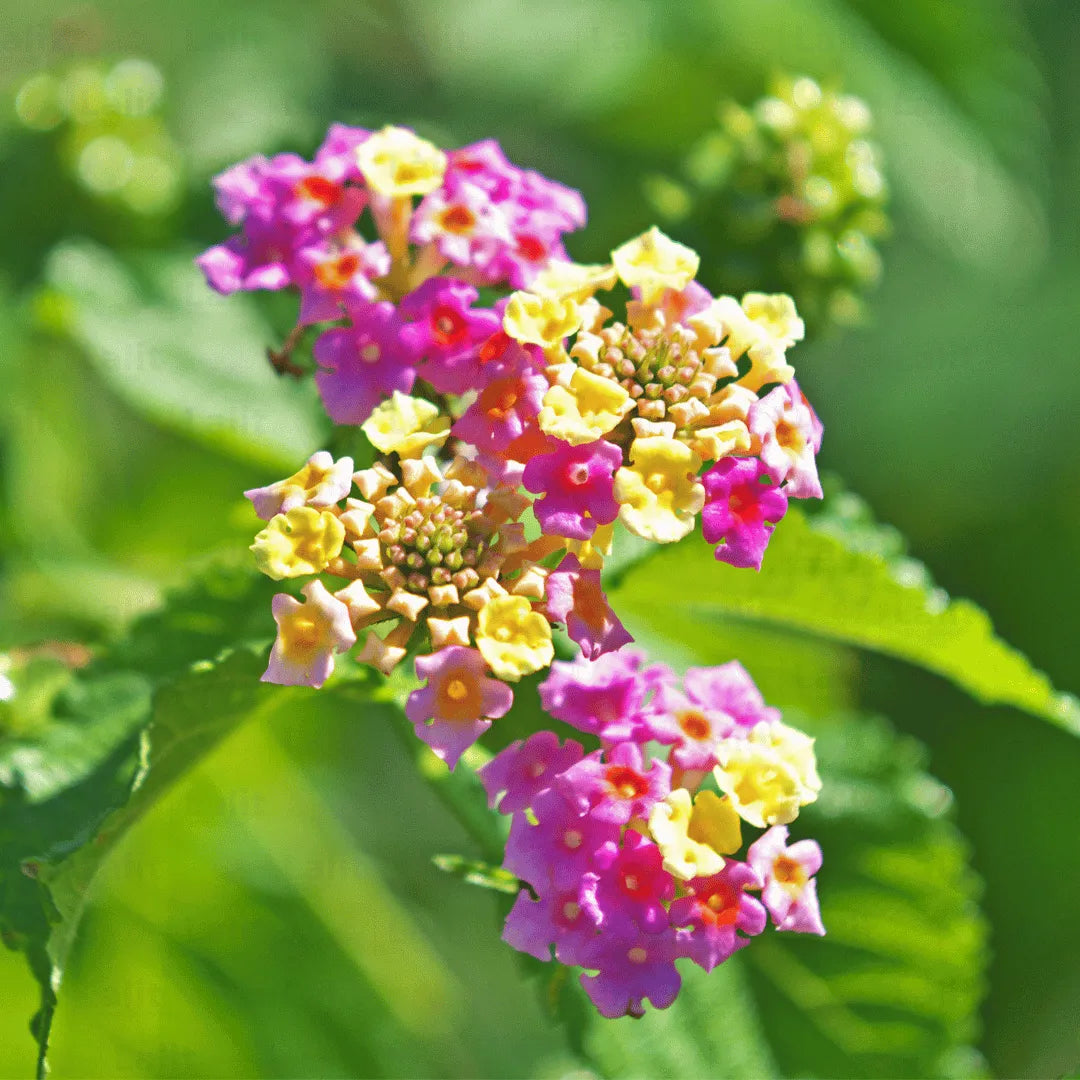 Lantana Flower seeds for Planting Wildflower Mix Heirloom & GMO Free Seeds for Home Garden