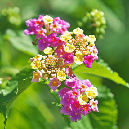 Lantana Flower seeds for Planting Wildflower Mix Heirloom & GMO Free Seeds for Home Garden