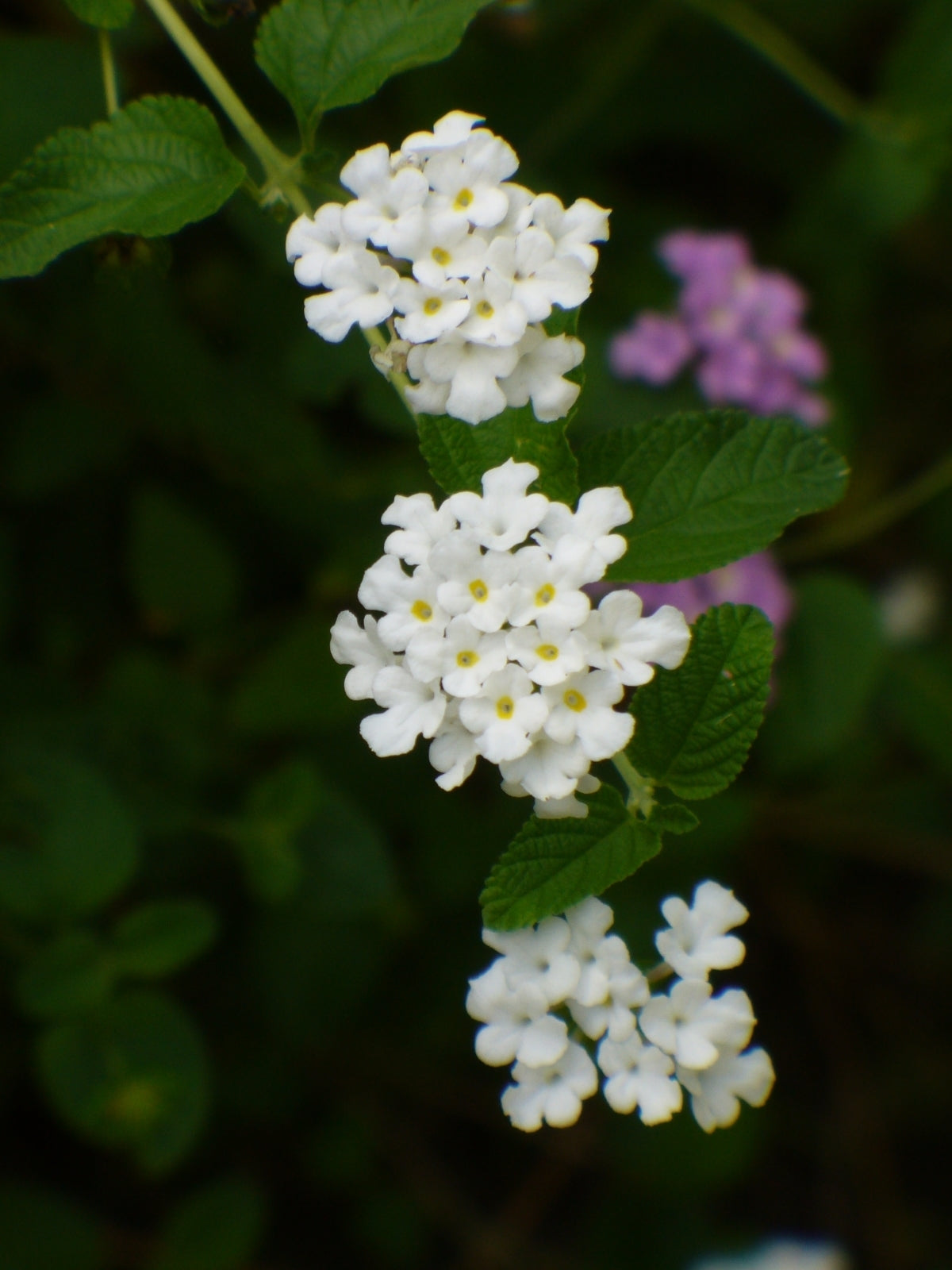 Lantana Flower seeds for Planting Vibrant Colors Heirloom & GMO Free Seeds for Home Garden