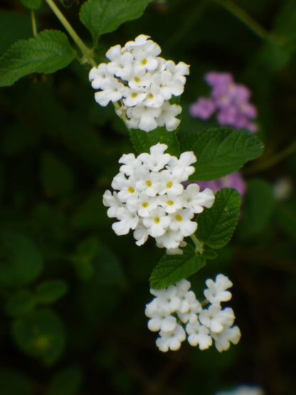 Lantana Flower seeds for Planting Vibrant Colors Heirloom & GMO Free Seeds for Home Garden