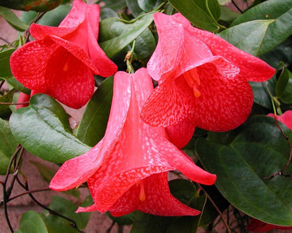 Lapageria Rosea Flower seeds for Planting Sun Loving Heirloom & GMO Free Seeds for Home Garden