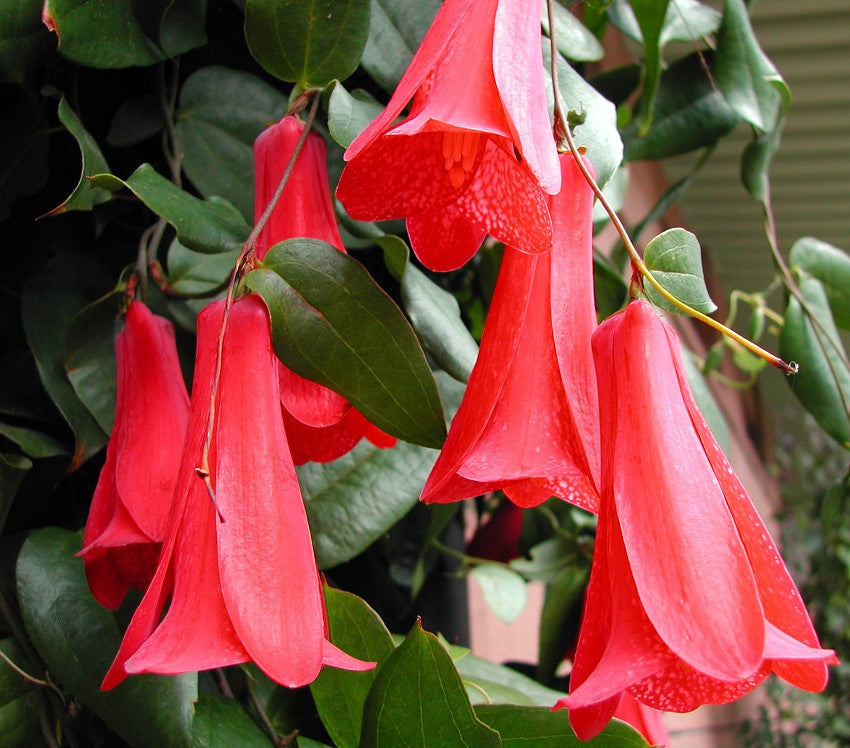 Lapageria Rosea Flower seeds for Planting Sun Loving Heirloom & GMO Free Seeds for Home Garden