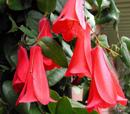 Lapageria Rosea Flower seeds for Planting Sun Loving Heirloom & GMO Free Seeds for Home Garden