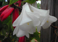 White Lapageria Flower seeds for Planting Colorful Display, Heirloom & GMO Free Seeds for Home Garden seeds for planting
