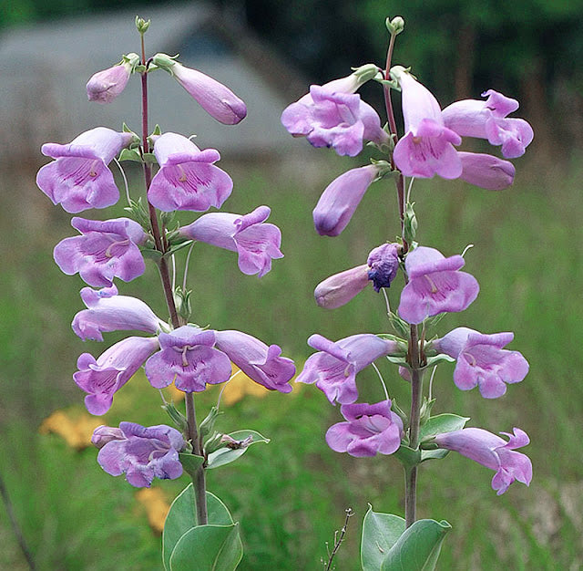 Blue Skullcap Flower seeds for Planting Shade Tolerant, Heirloom & GMO Free Seeds for Home Garden vegetable and garden seeds