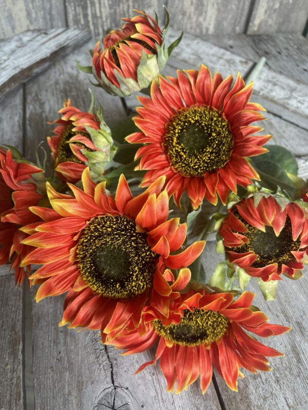 Premium Orange Helianthus Flower seeds for Planting Pollinator Friendly, Heirloom & GMO Free Seeds for Home Garden seeds