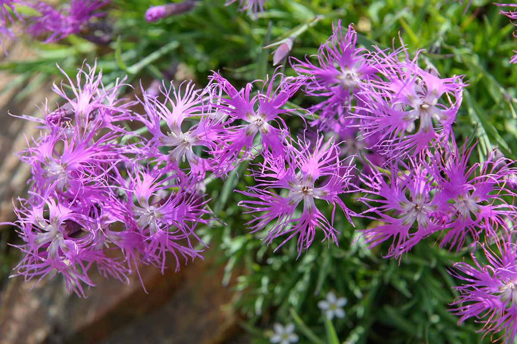 Pink Dianthus Superbus Flower seeds for Planting Hardy Variety, Heirloom & GMO Free Seeds for Home Garden seeds for planting